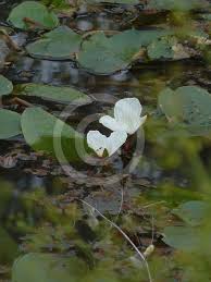 Image result for Ottelia ulvifolia