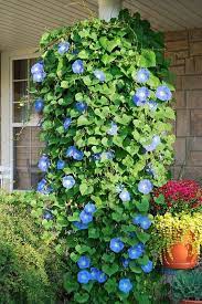 Grow Morning Glories In A Hanging Pot And They Will Grow Downwards Beautiful Plants Flower Garden Garden