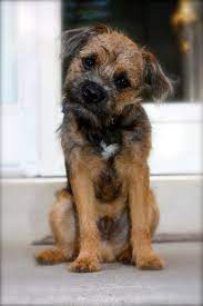 Pin By Becca Luck On Pets Border Terrier Border Terrier Puppy Terrier