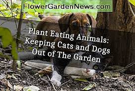 Ihr tierheim hund ging immer stiften. Pflanzenfressende Tiere Halten Von Katzen Und Hunden Aus Dem Garten Nutzliche Tipps Gartner Und Gartner 2020
