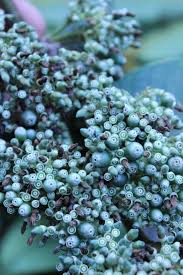 Image result for Pauridiantha