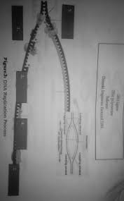 Dna replication structure and function graphic organizers biology worksheets ap biology this worksheet includes a student sheet teacher answer key and a brief. What Is The Role Of Dna Polymerase In Dna Replication Brainly