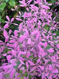 Image result for Congea