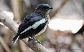 Potensi Ternak Burung Kacer Dan Caranya Lengkap Burung Peternakan Anjing