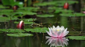 Maybe you would like to learn more about one of these? Beautiful Flower Wallpapers Hd Desktop Wallpaper Com Flickr