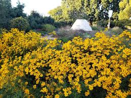 Image result for tagetes)