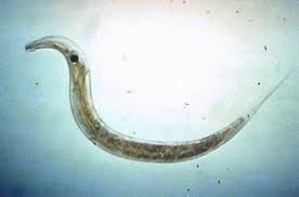 Symptômes et signes des vers intestinaux chez un adulte ou chez un enfant question santé de la part de benoit ville : Traitement Oxyures Chez Les Adultes Fairepresagbio Over Blog Com