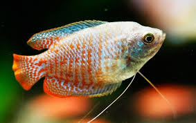 Gourami - Wikipedia