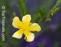 Image result for Clerodendrum fasciculatum