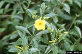 Image result for Loganiaceae