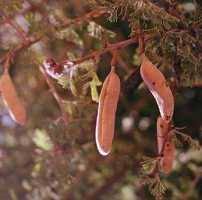 Image result for Acacia hebeclada