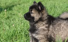 Here S What Pet Owners Need To Know About Bee Stings Beaches Animal Hospital