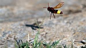 Résultat de recherche d'images pour "giant hornet japan"