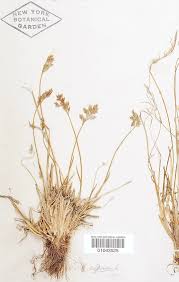 Image result for Poa leptoclada