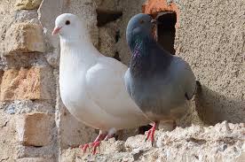 10 Dove Pigeon Symbolism Facts Meaning A Totem Spirit Power Animal Hep6 Com Power Animal Animals Dove Pigeon