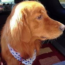Dedicated cat and dog grooming in naples, fl. Sherry S Pet Grooming 38 Recommendations Naples Fl