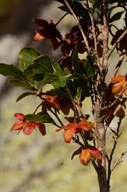 Image result for Ochna stolzii