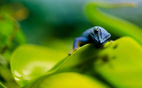 Pin By Marcia Dewey On Just For Fun Blue Lizard Lizard Pet Birds