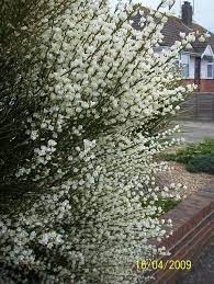 Cytisus Praecox Alba Bridal Broom Plants Seaside Garden White Gardens