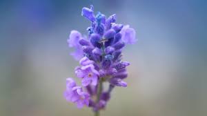 Check spelling or type a new query. Meanings Behind Lavender Color
