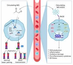 Methylglyoxal and Its Adducts: Induction, Repair, and Association with  Disease