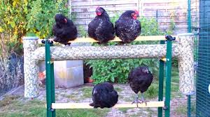L Abreuvoir Pvc Transforme En Perchoir Un Pvc Discret Abreuvoir Abreuvoir Poule Perchoir