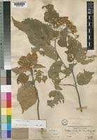 Image result for Dombeya kirkii