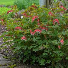 We did not find results for: Photo Essay Shade Perennials That Aren T Hostas Heucheras Or Ferns Perennial Resource