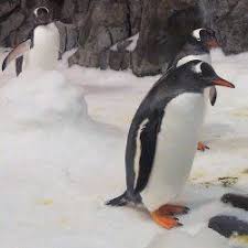 Birds That Dont Fly Penguin Facts For Kids Penguins Are Interesting Birds They Don T Fly They Swim And Their Stocky Bodies Are Well Adapt Penguin Facts Facts For Kids Penguins