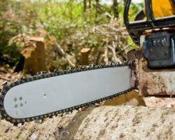 Top 10 Tree Service Companies In Katy Tx Youthfulhome