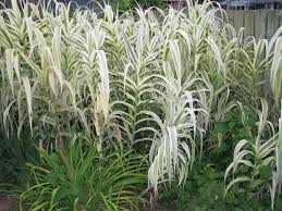 Image result for Arundo donax
