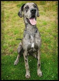 Great dane puppies pic hide this posting restore restore this posting. Funny Great Dane Pictures With Captions Grey Merle Great Dane Merle Great Danes Great Dane Cute Dogs And Puppies