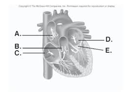 Quiz 16 Heart Flashcards Quizlet