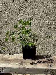 Image result for Marsilea vera