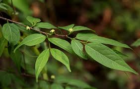 Image result for Rytigynia sp. N