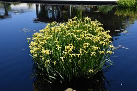 Image result for Iris pseudacorus