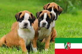 Find the perfect boxer hund stock illustrations from getty images. Boxer Zuchter In Nrw Nordrhein Westfalen Deutscherboxer De