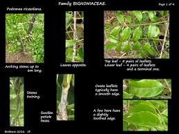 Image result for Podranea brycei