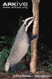 Badger Photo Meles Meles A22311 Arkive Badger Honey Badger Animals