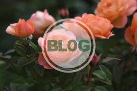 And with so many varieties available, it's hard to pick just one. Can I Grow A Rose In A Pot Ten Things You Need To Know Capital Gardens