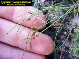 Image result for Lipocarpha micrantha