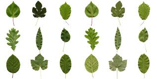 Why Do Leaves Have Such Different Shapes Leaf Collage Leaf Images Leaves
