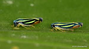 Résultat de recherche d'images pour "leaf hoppers"