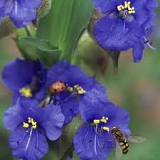 Image result for Commelina schweinfurthii