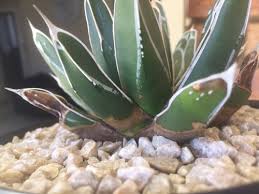 We have cruised many times mostly with oceania and. Help My Agave Victoriae Reginae Is Dying
