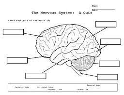 Old or new, young or young at heart, we know you can answer these heroic questions about your favorite heroes. Nervous System Quiz By Andrew G Teachers Pay Teachers