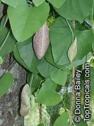 Image result for Aristolochia littoralis