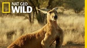 Roger The Kangaroo Ripped Roo Famous For Being Buff Crushing Tin Feed Can Dies In Australia The Washington Post