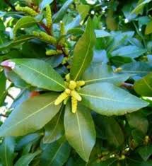 Image result for Tricliceras mossambicense