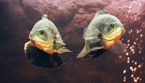 Ikan oscar mempunyai bentuk dan warna yang menarik. Cara Budidaya Ikan Oscar Panduan Untuk Pemula Suka Ikan